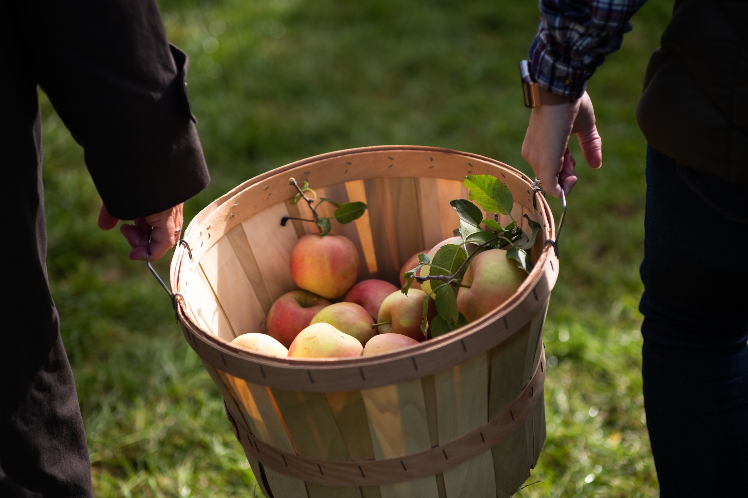 Read more about the article Fænomenet bag cox orange æblets farve
