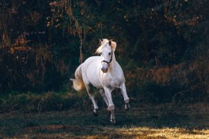 Read more about the article Sundhed til din hest – Foder, pleje og forebyggelse