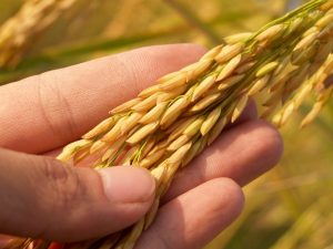 Read more about the article Sådan finder du den rette organiske gødning til økologisk planteproduktion